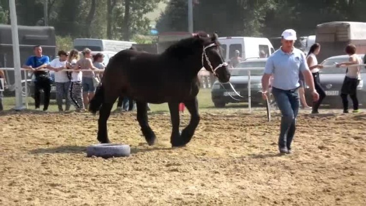 krasnostawski_piknik_konny_2017.mp4