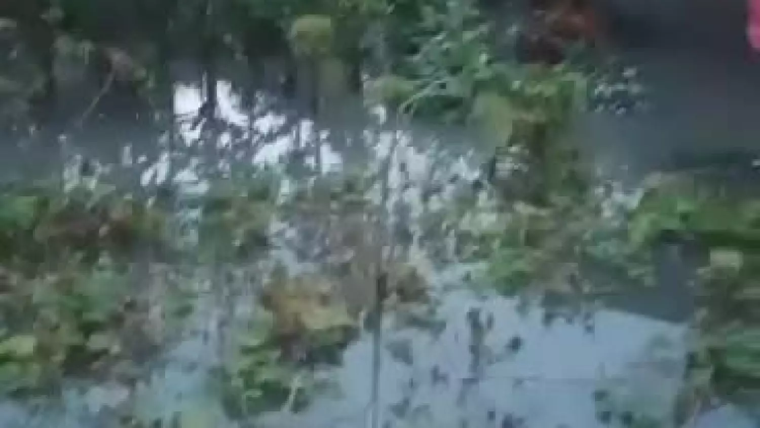 Chełm. Zalane ogródki działkowe i zachwaszczona Uherka [FILM]