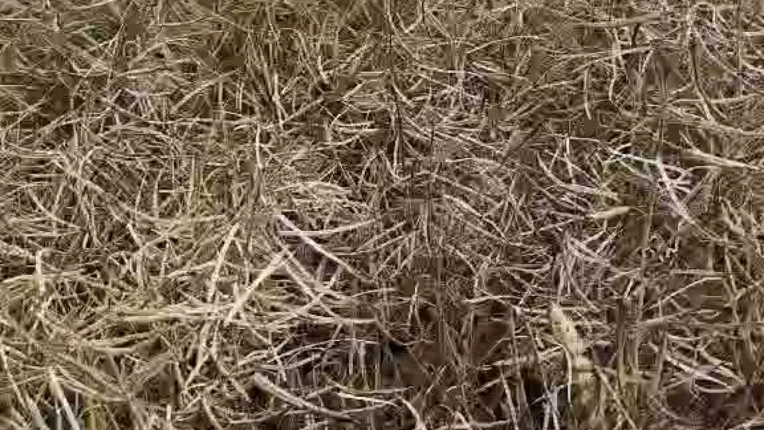 Gradobicie w gminie Żmudź. Rolnicy szacują straty [FILM]