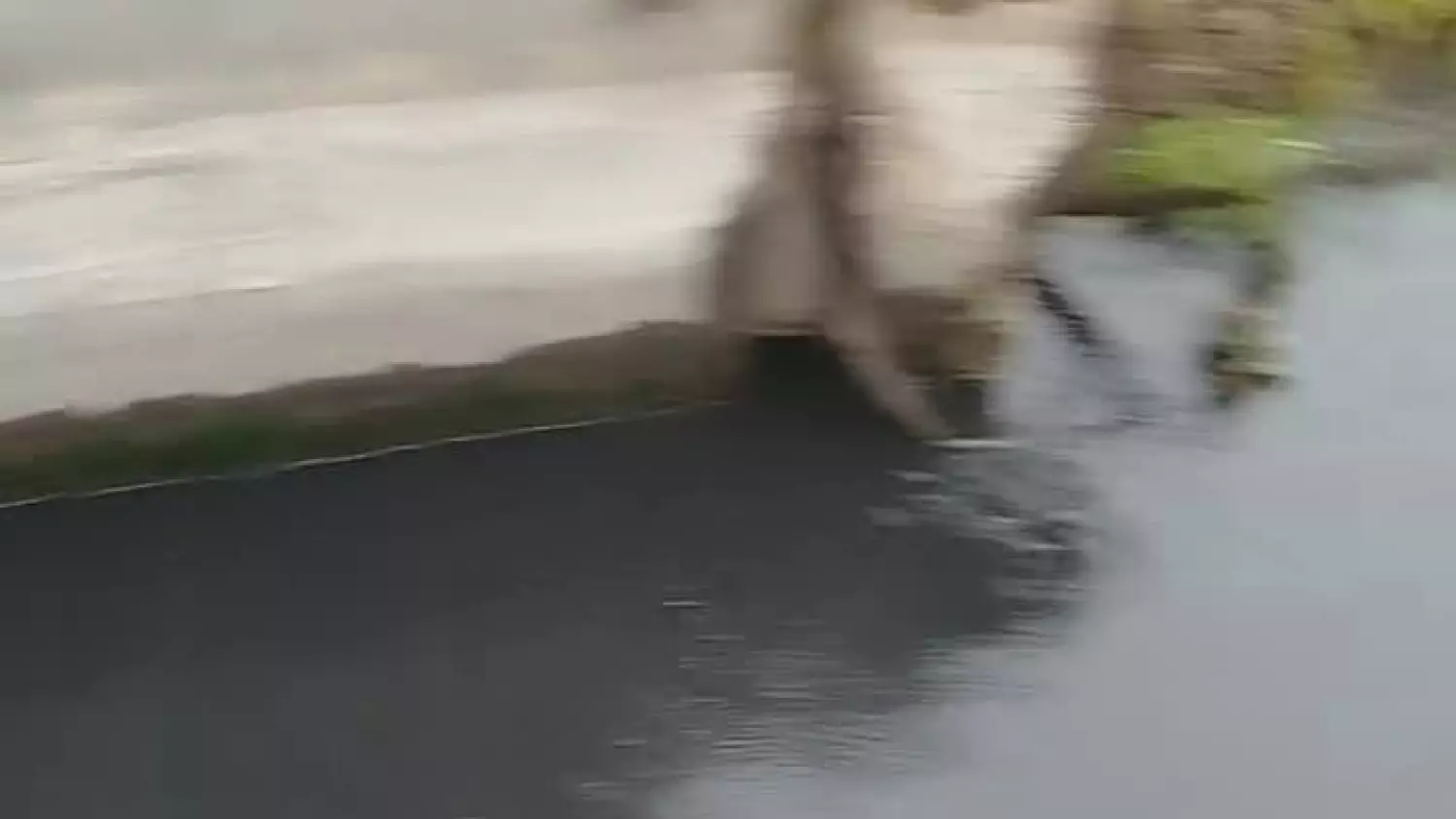 Gm. Chełm. Katastrofa ekologiczna czy przyducha? Tony martwych ryb i brudna woda w zbiorniku "Stańków" [FILM]