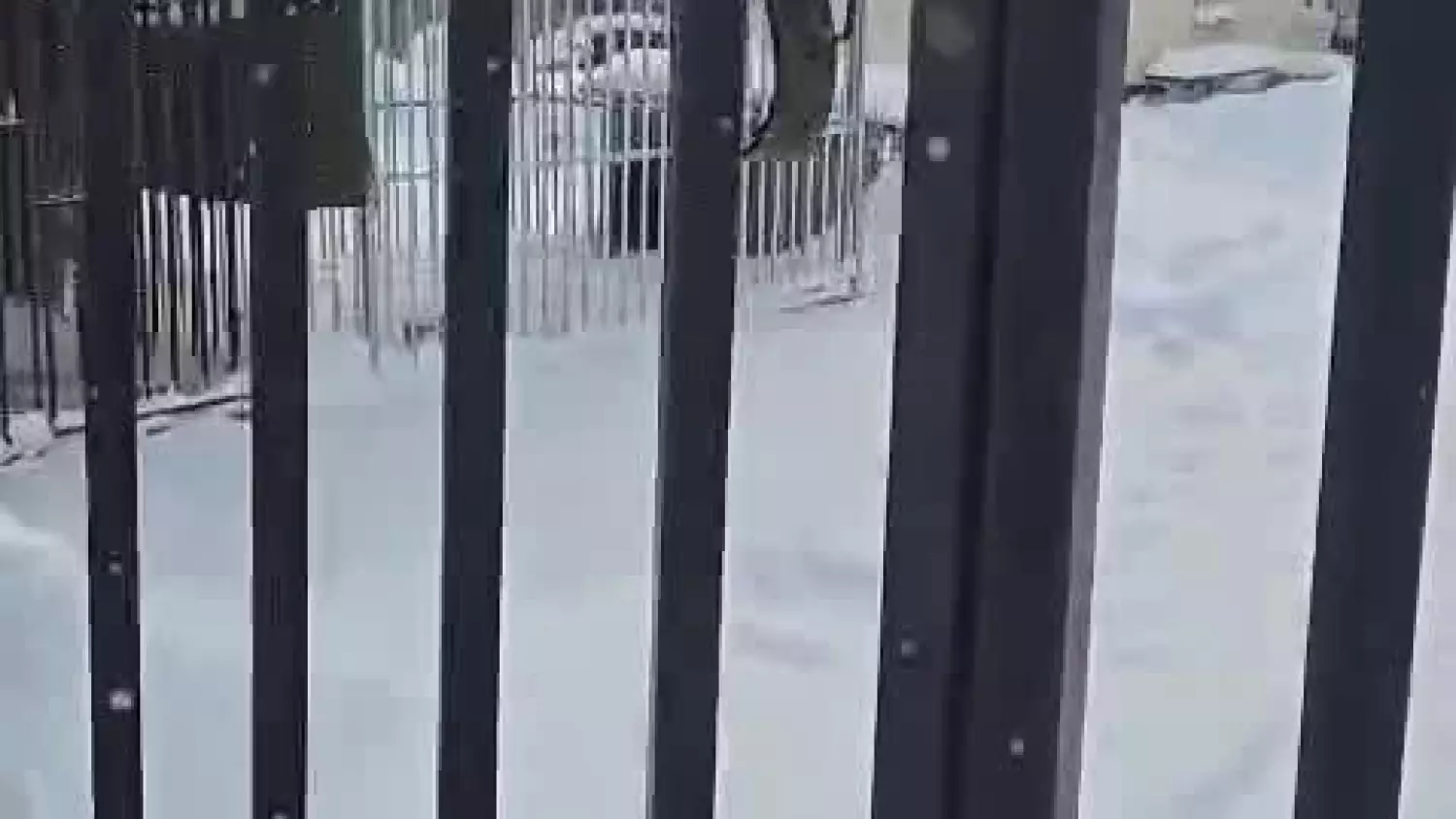 W chełmskim schronisku stare schorowane psy mają czekać na śmierć na mrozie? [FILM]