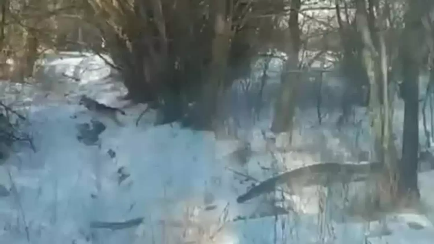 Wilki w Wołoskowoli coraz bliżej domów [FILM]